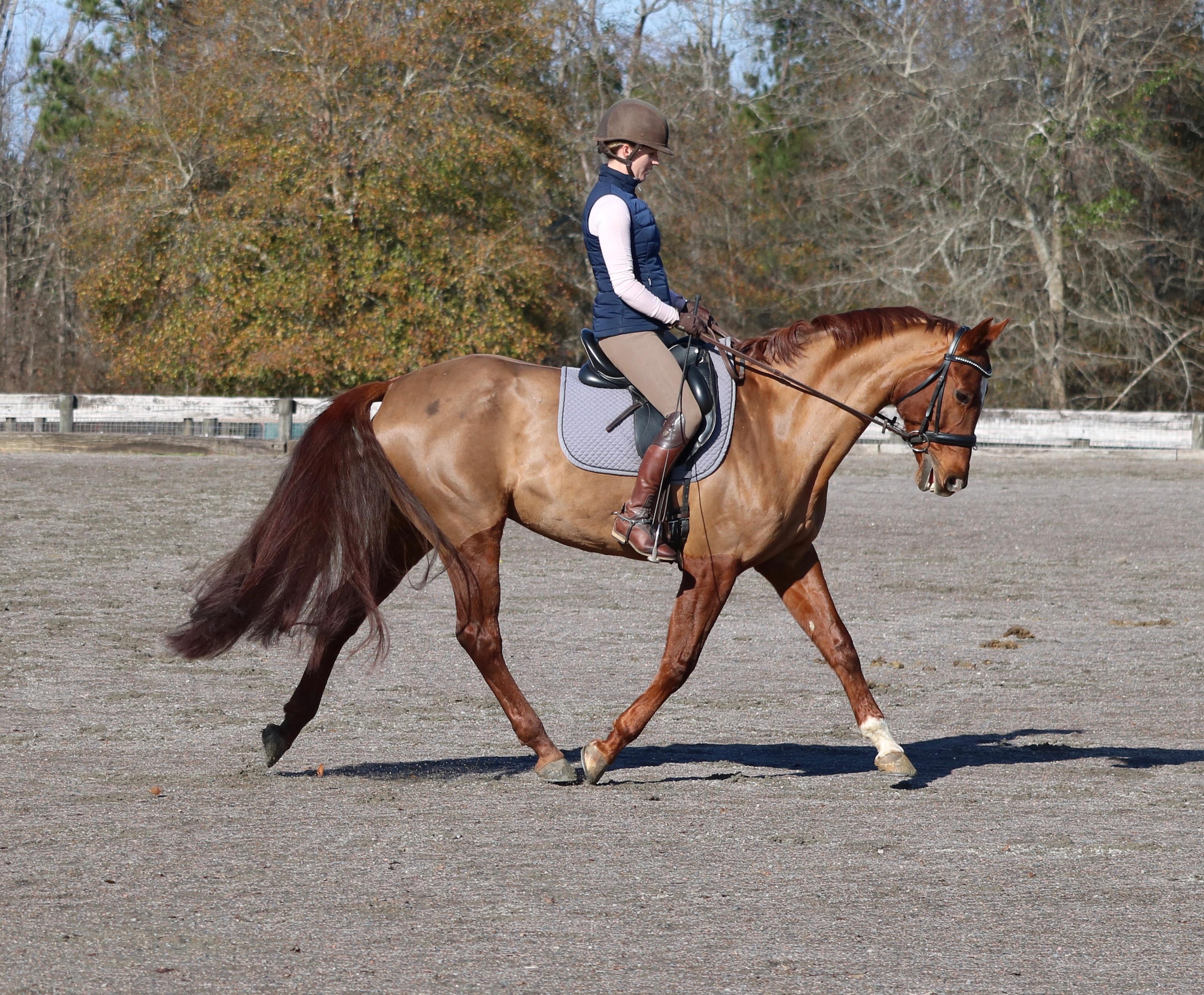 Viva's Rachel BN/N Packer3rd Level Dressage horse « Sport Horse Nation