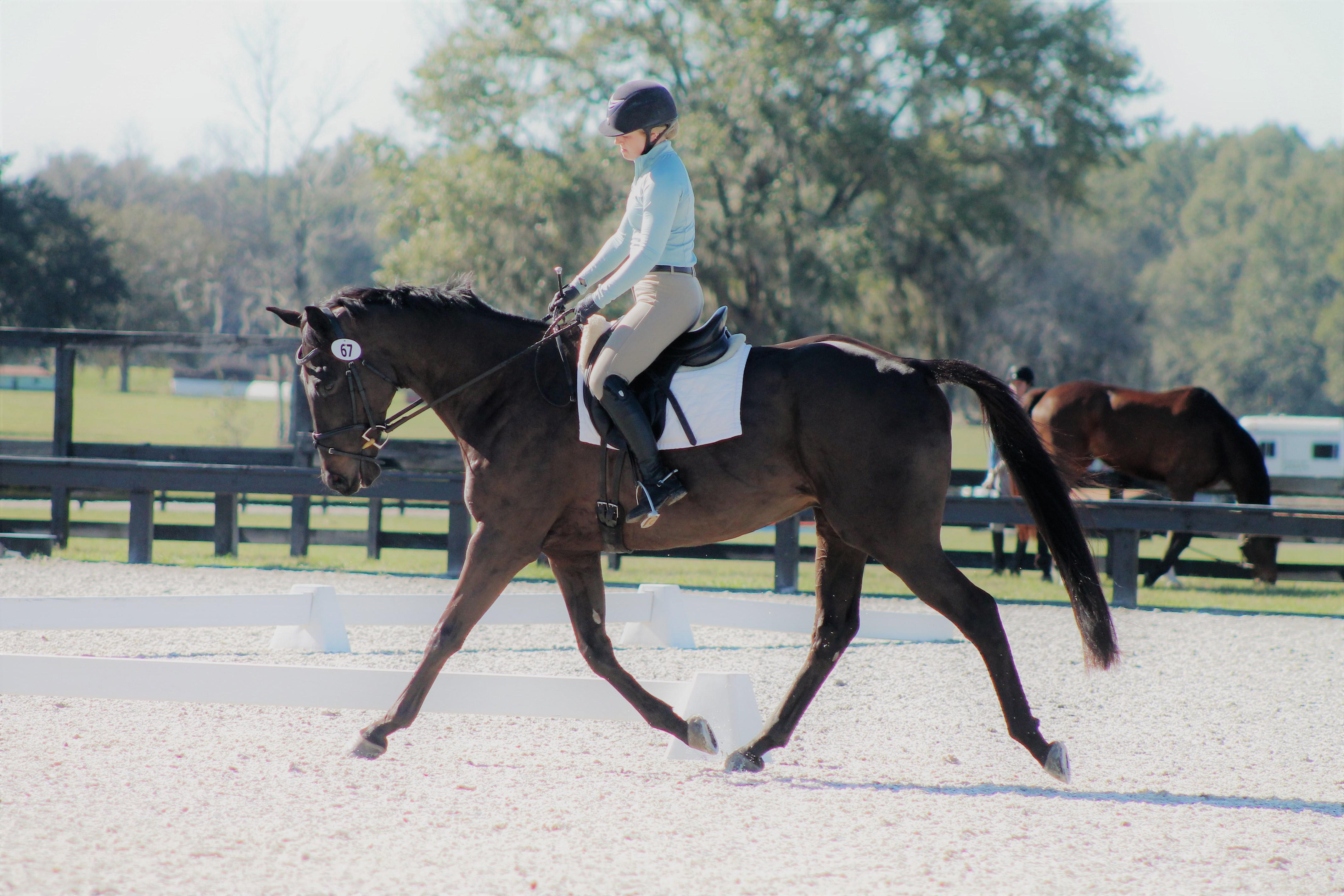 Training Level Gelding, scope for much more! « Sport Horse Nation
