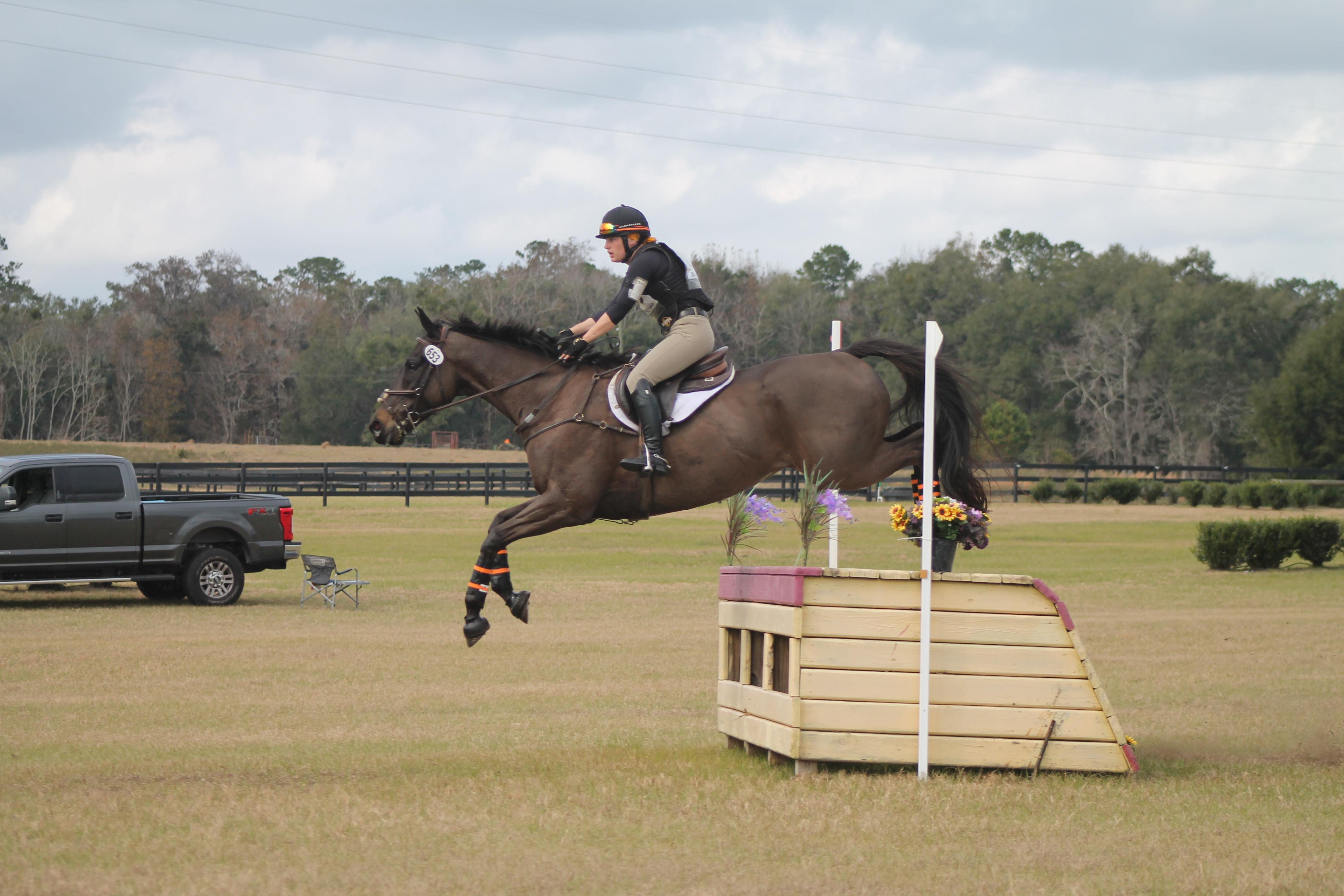 Training Level Gelding, scope for much more! « Sport Horse Nation