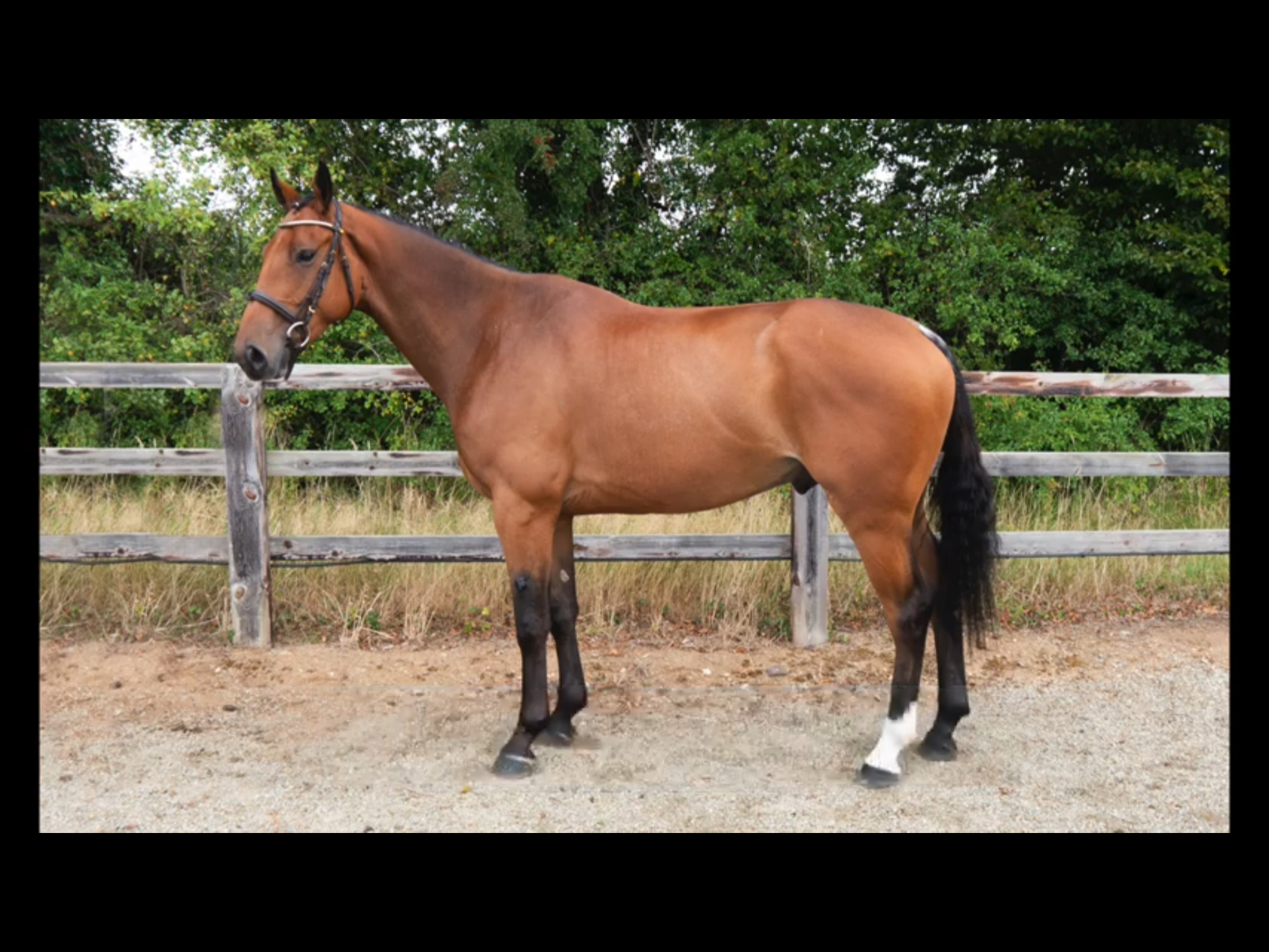 LARGE SELECTION OF QUALITY EVENT HORSES FOR SALE « Sport Horse Nation