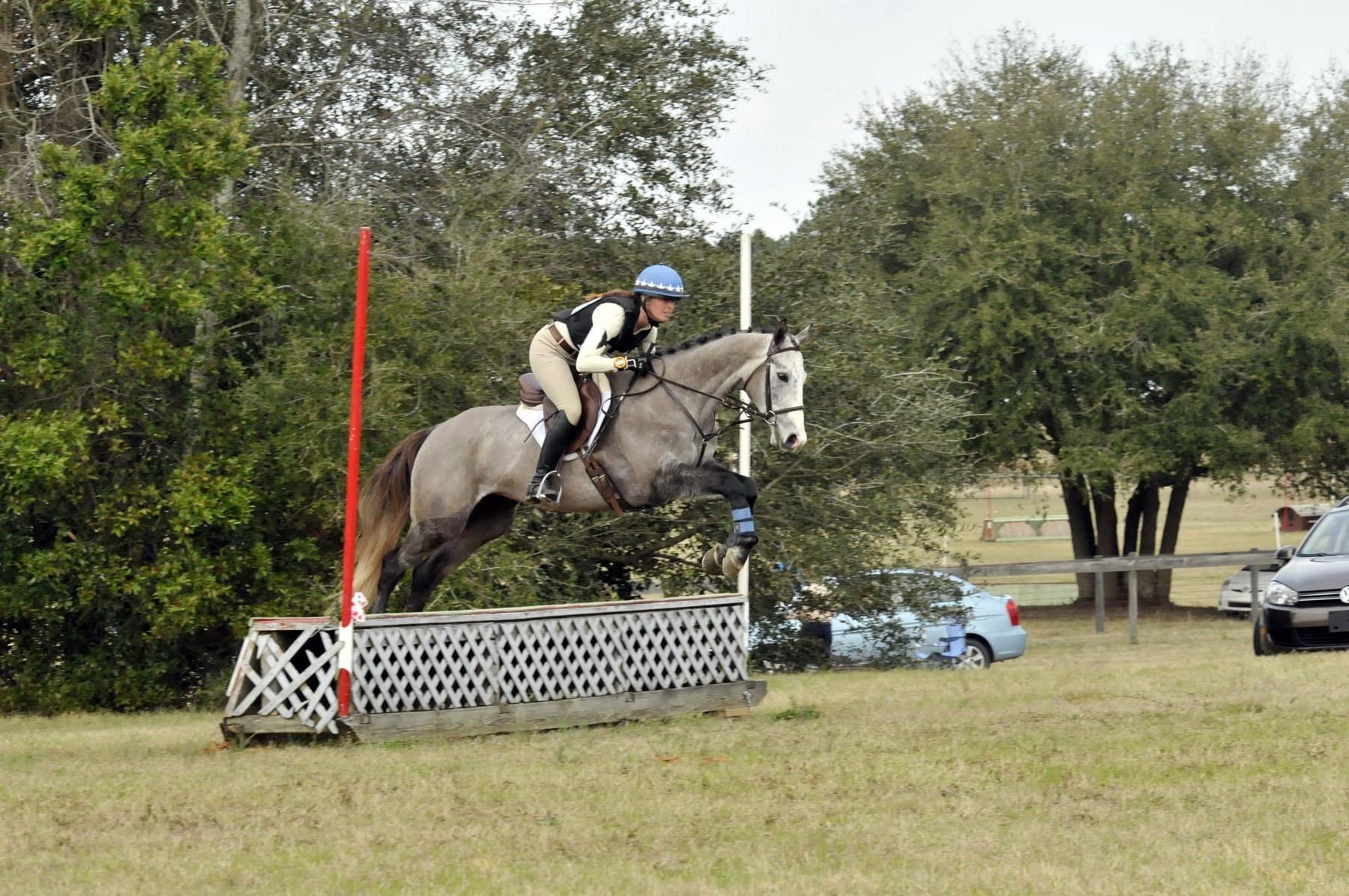 On Tenterhooks « Sport Horse Nation