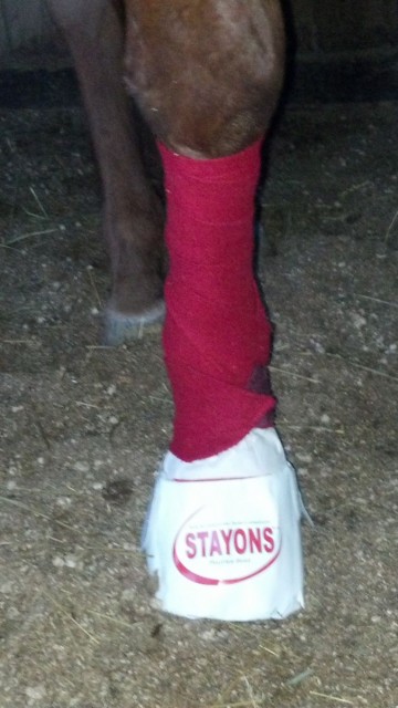 Not-So-Classic Re-visit: Ripley models the STAYONS Poultice Boot over a STAYONS Instant Hoof Poultice Wrap
