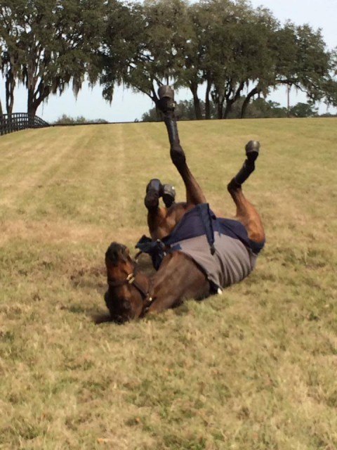 EN Horse of the Year, Donner, shows his appreciation of the warmer weather down south. Photo from the Lynn Symansky Eventing Facebook page.