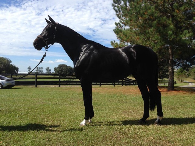 Just one of Michael's winning rides this weekend, Songline. Photo via Pollard Eventing.