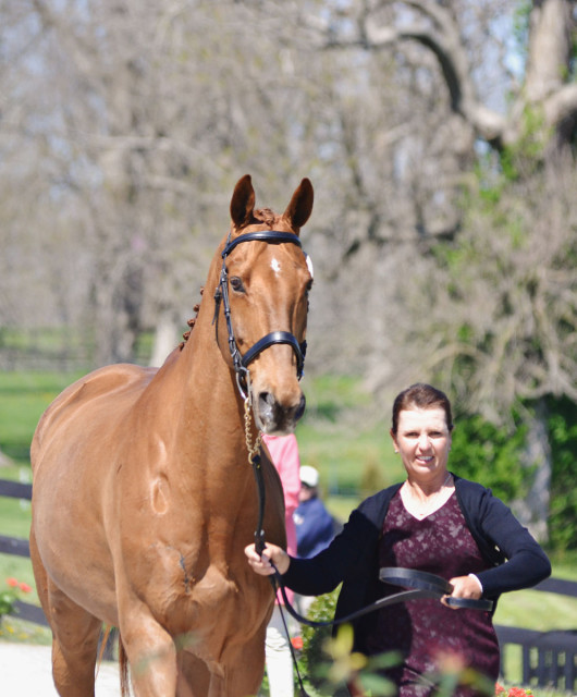 Debbie Rosen and The Alchemyst at the 2014 Rolex Kentucky Three-Day Event. Photo by Jenni Autry.