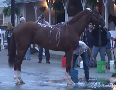 california chrome