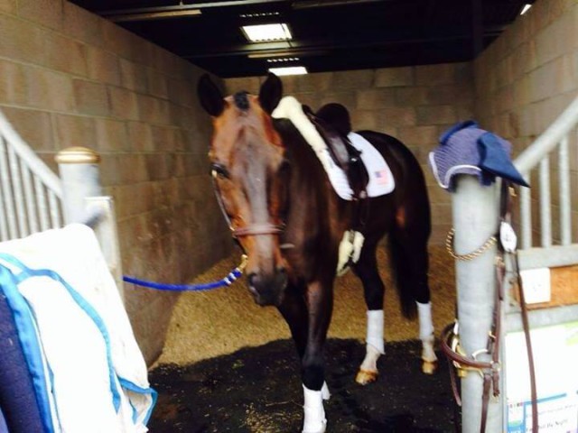 Fernhill By Night relaxes after a great dressage effort at Hartpury. Photo via Liz Halliday's Facebook page.