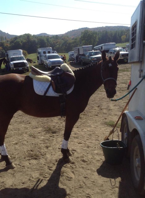 Chai waiting to go xc yesterday at HPF. Good 5 y.o. pony!