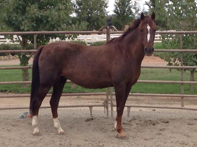 For some people Autumn means pumpkin-spice latte. For me it means body clipping and a horse-hair pumpkin-spice latte.