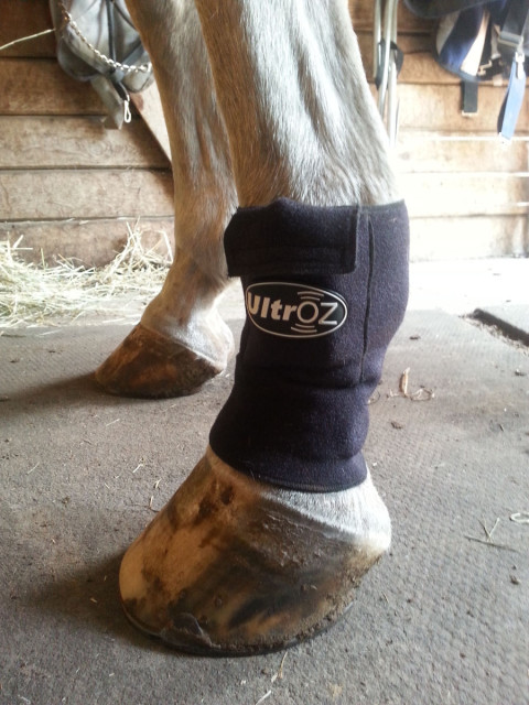 Nicky rocking the Hamilton BioVet UltrOZ Ultrasound System!