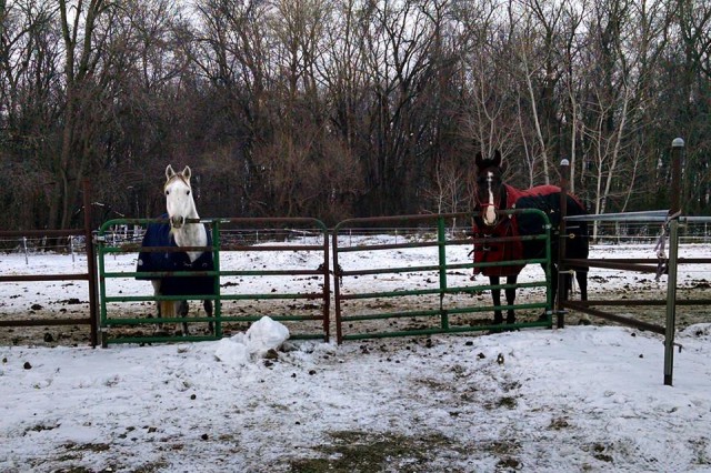 Griffin (left) and Claire are waiting for their Thanksgiving dinners. Photo by Lindsey Kahn