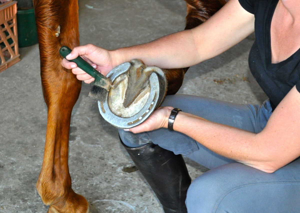 Product Review Absorbine Hooflex Magic Cushion Eventing Nation