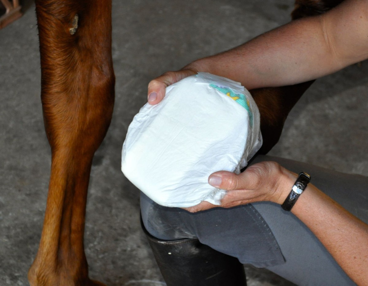 Product Review Absorbine Hooflex Magic Cushion Eventing Nation