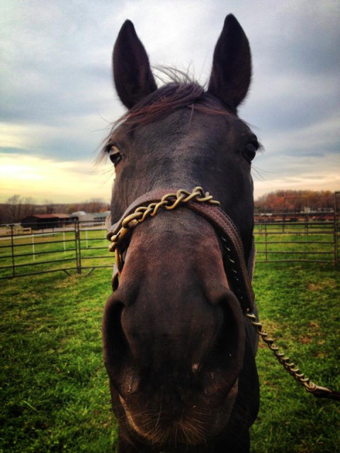 Shamwari 4 hams for the camera. Photo via the USEF Eventing High Performance Facebook page.