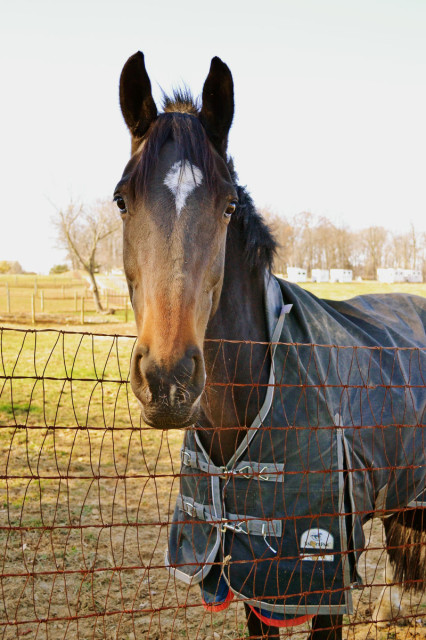 Mighty Nice at True Prospect Farm. Photo by Jenni Autry.