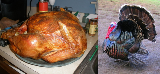 Here's your inspiration! Your turkey can be modeled after either one.