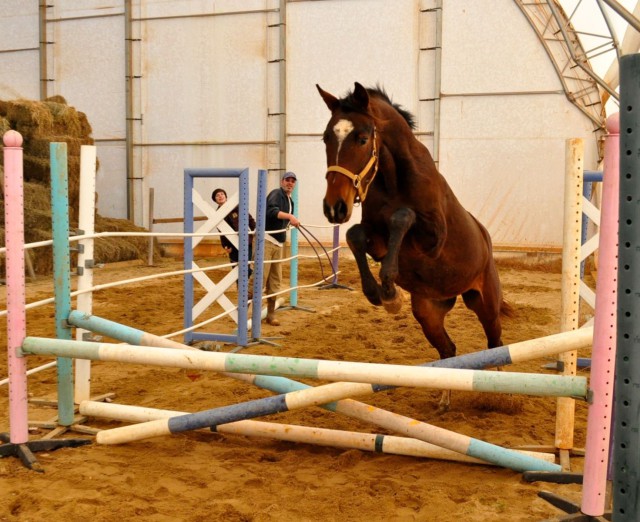 Two-year-old filly Ladyhawke tries her hand at free jumping. Photo by Kate Samuels. 