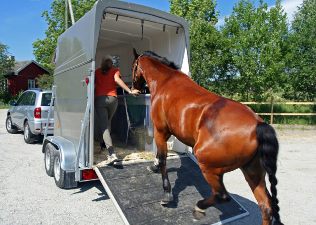 Before bringing home a new horse, you'll probably want to phone your vet to schedule a pre-purchase exam first - which will allow you to better understand any physical limitations that your future partner may have - Photo from www.southernstates.com