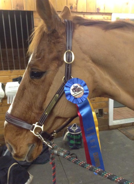 Vinnie looking semi pleased with himself after our second Gold Cooler Jumper Series show!