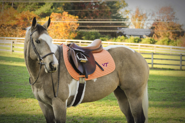 Show off your school spirit in and out of the saddle. Photo courtesy of Collegiate Glamour LLC.