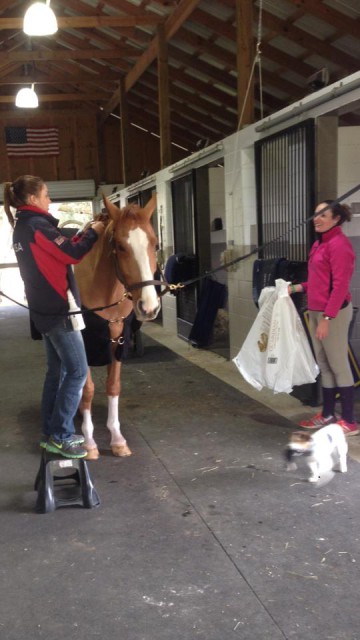 Czechmate getting beautified for the weekend. Photo via Lauren Kieffer Eventing on Facebook.