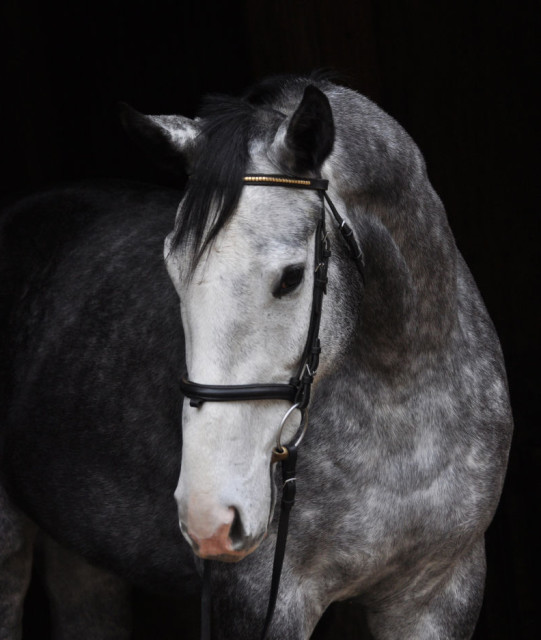 Eor the Terrific (Louie) owned by Little Kentucky Farm. Photo by Leslie Threlkeld