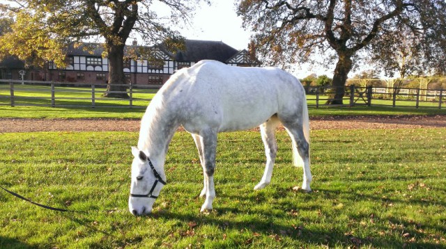 Minty on vacation at Rookery Park. Not a “soapdodger” in this picture! Photo courtesy of Catherine Witt/Rookery Park.