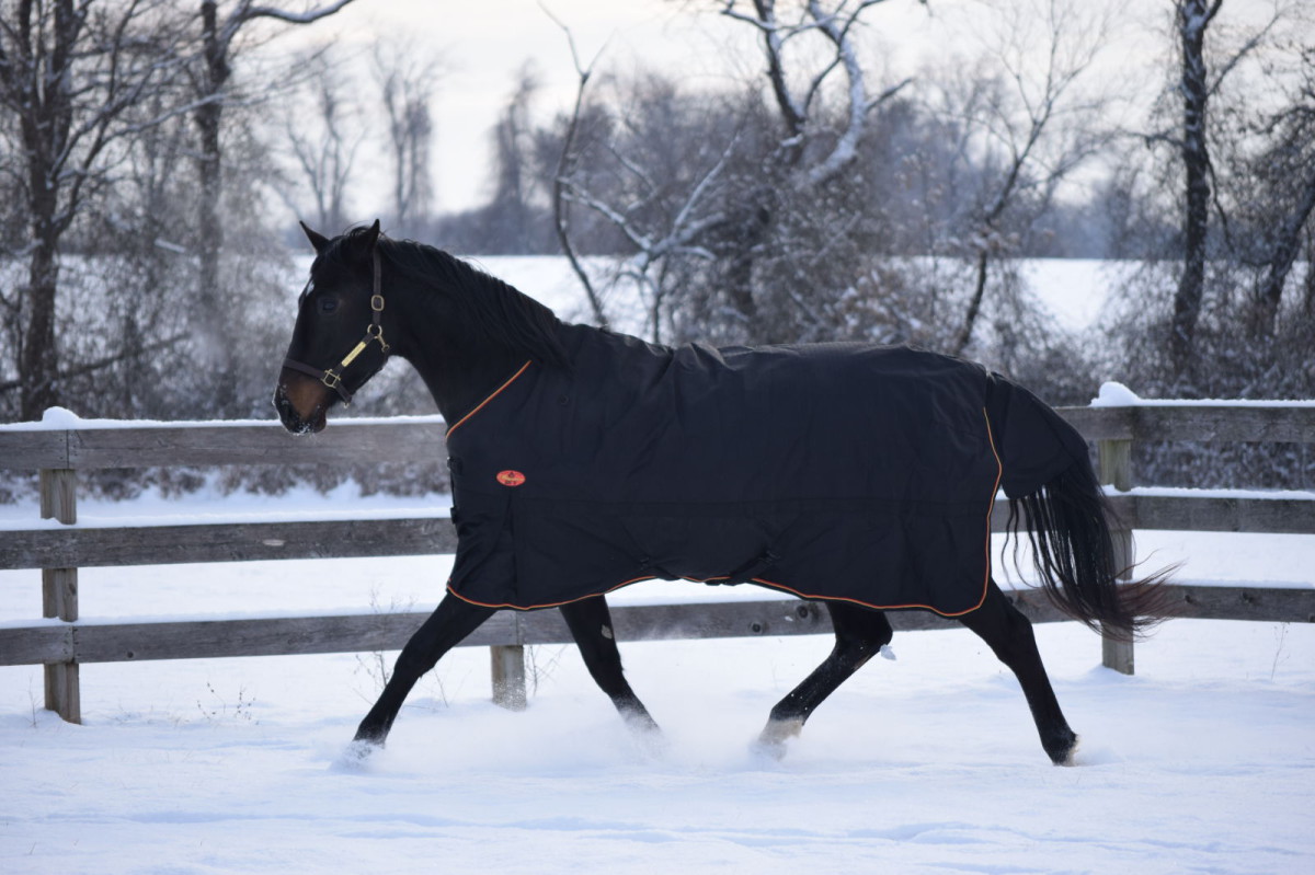 Product Review Big D Magnum Turnout Blanket Eventing Nation Three