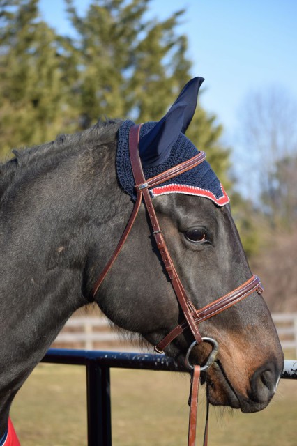 The bonnet fits two of my horses really well, and through all of the use, it has held up just beautifully, and it does not appear to be showing any wear - Photo by Lorraine Peachey