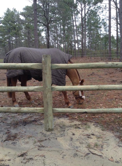 Vinnie's first day in so. pines...looking for a good spot to roll!