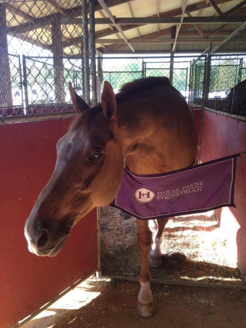 Holly Payne's Santino beggs for a treat at Jersey Fresh after scoring a 46 on the flat yesterday in the CCI3*. Photo via Holly's Twitter.