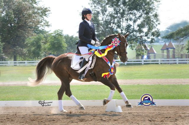 Avatar's Jazzman and Lauren Chumley celebrate their victories at the 2014 National Dressage Pony Cup. Photo by Suzanne Fischer.