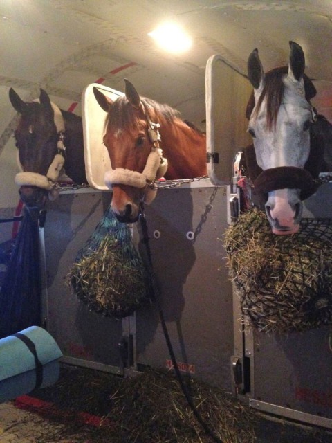 Mr. Candyman, Fernhill Fugitive and Kildalton Cooley en route to Galway Downs. Photo via Facebook. 
