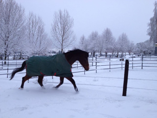 Marty, playing in the snow. Photo from Stacy Meredith's Facebook page