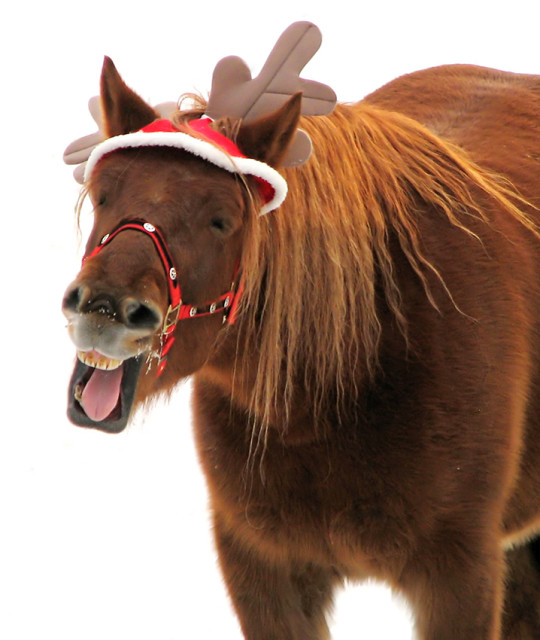 xmas_horse