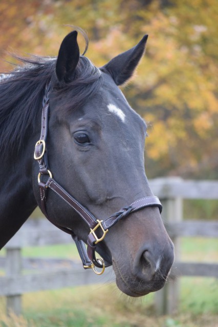 When I tried the halter on my young gelding Roo, I found that he looked oh so very lovely. The Twisted Leather Halter helped my fancy boy look...well, a little fancier still! Photo by Lorraine Peachey.