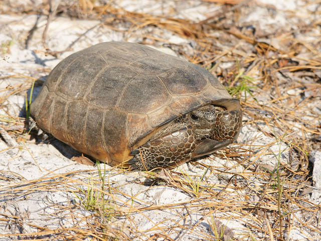 The endangered Gopher Tortoise is one of Red Hills' most popular inhabitants. Photo: Creative Commons License.