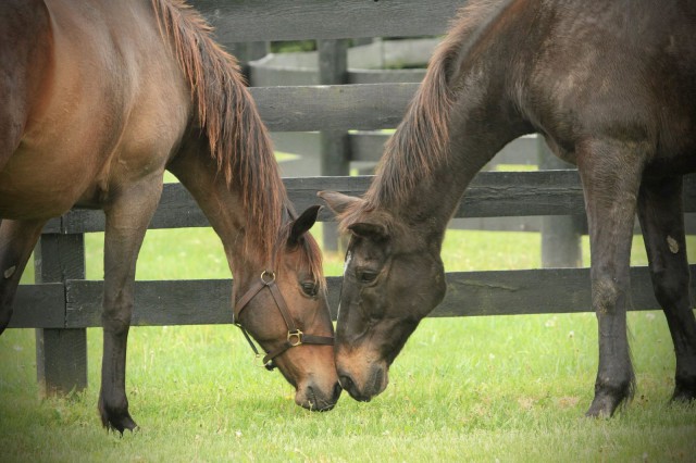 Mandiba meeting his new friend Custom Made to start his retirement. Photo by Sue Clark.