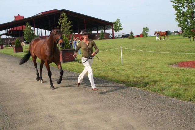 Erin Pullen of Shelbyville, KY and her horse “Tag” started off the day with a jog before the judges. Photo courtesy of Pat Schmidt.