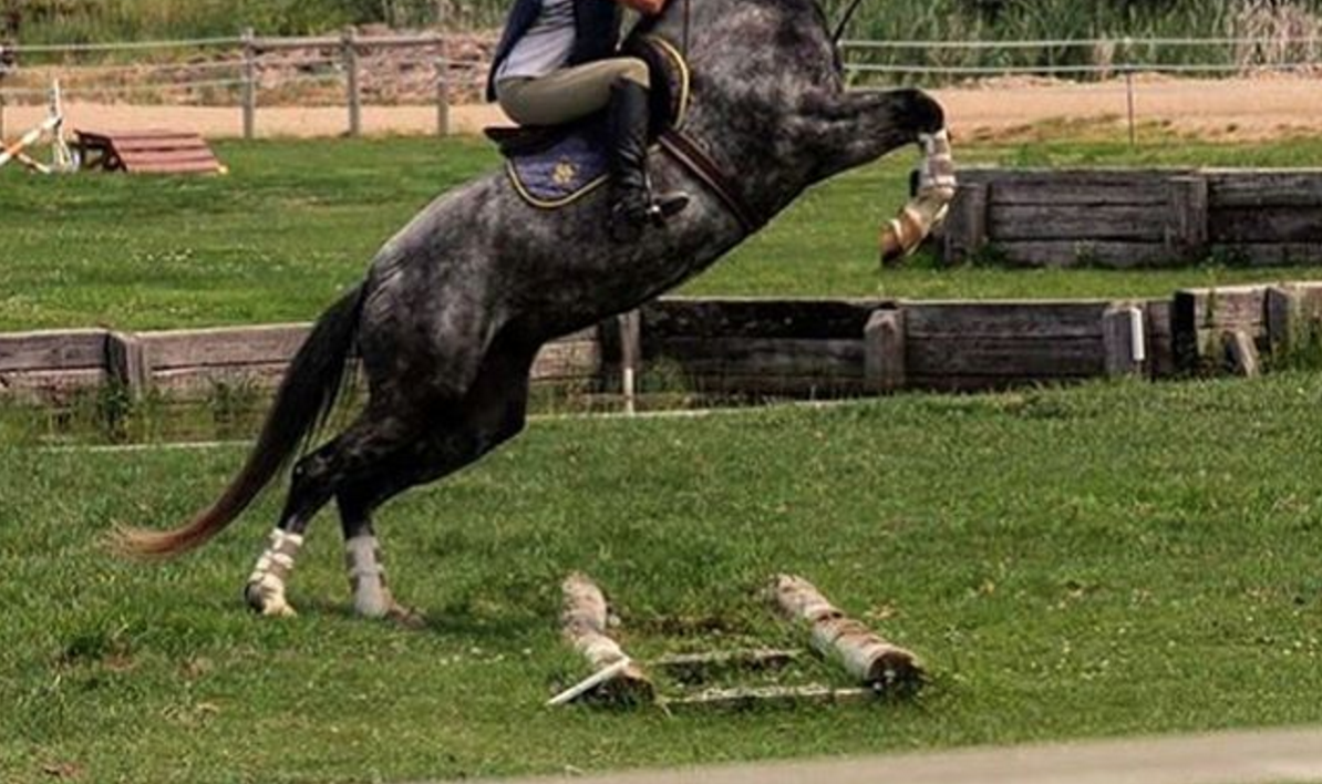 #EventerProblems, Vol. 76: Baby Now We’ve Got Problems… | Eventing ...