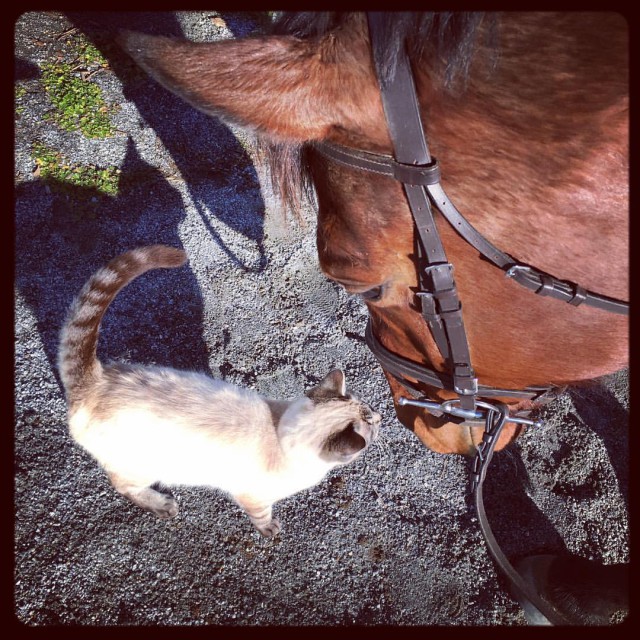 Beau and his kitty friend, Duplicat. Photo by Leslie Threlkeld.