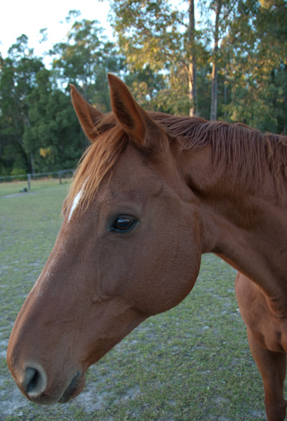 Frankie, my retired Eventer