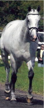 Tack box tips of a groom