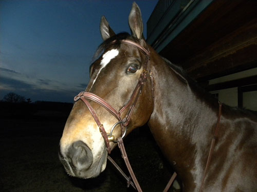 smartpakbridle.jpg