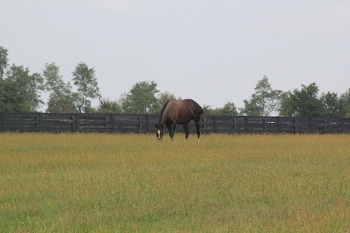 zenyatta grazing.jpg