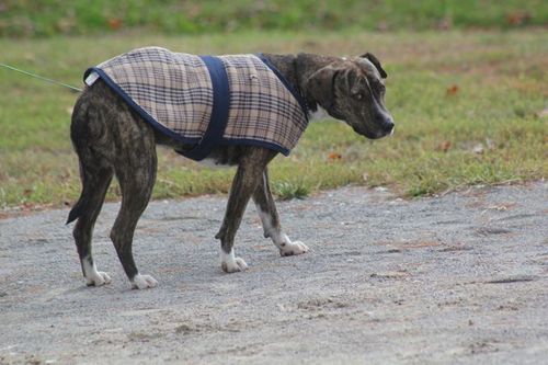 dog in baker blanket.jpg