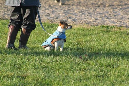 terrier in coat.jpg