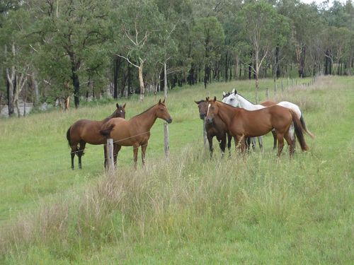 Horse at home in Australia on 'Culcraigie'.jpg