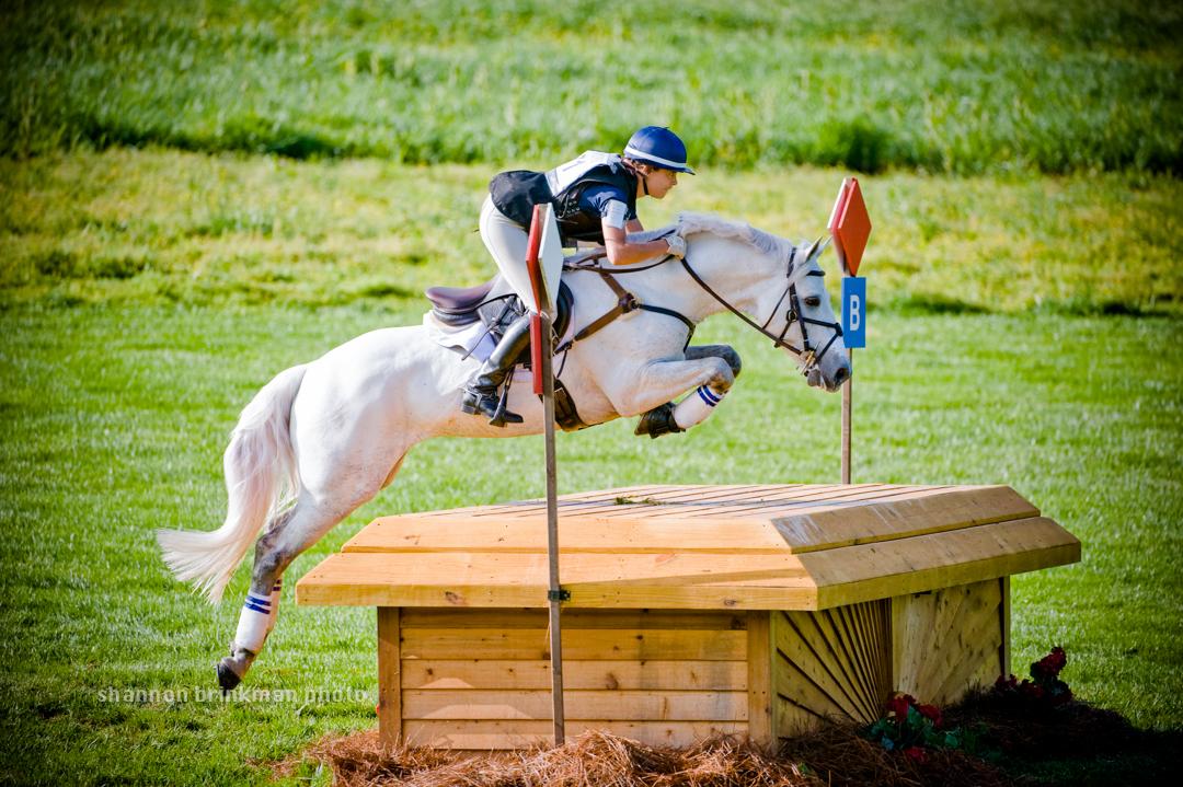 Sport Horse Nation Spotlight Studly Eventing Stallions Eventing