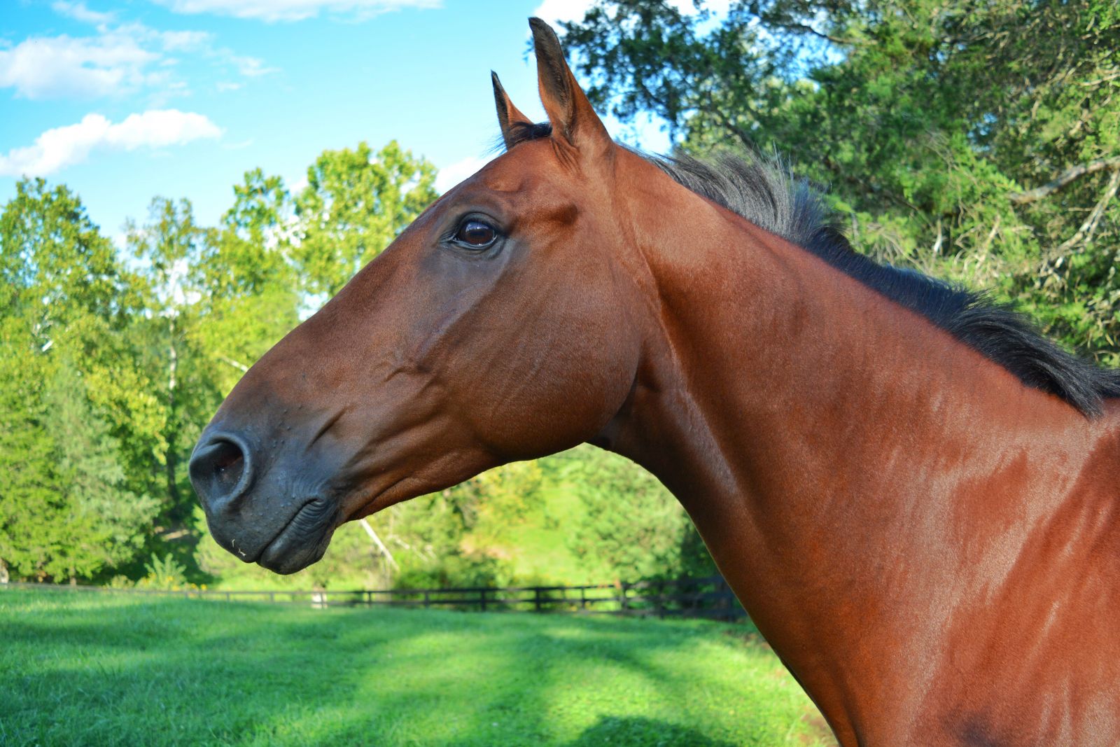 Friday News & Notes from Kentucky Equine Research - Eventing Nation - Three-Day Eventing News, Results, Videos, and Commentary